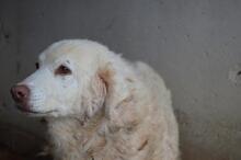FAIZAH, Hund, Maremmano-Mix in Italien - Bild 4