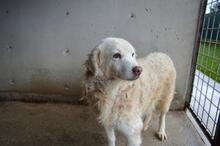 FAIZAH, Hund, Maremmano-Mix in Italien - Bild 5