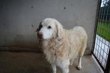 FAIZAH, Hund, Maremmano-Mix in Italien - Bild 6