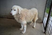 FAIZAH, Hund, Maremmano-Mix in Italien - Bild 7