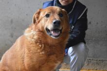GUNTRAM, Hund, Mischlingshund in Italien - Bild 1
