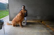 GUNTRAM, Hund, Mischlingshund in Italien - Bild 2