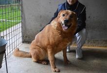 GUNTRAM, Hund, Mischlingshund in Italien - Bild 3