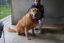 GUNTRAM, Hund, Mischlingshund in Italien - Bild 4