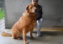 GUNTRAM, Hund, Mischlingshund in Italien - Bild 5