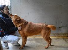GUNTRAM, Hund, Mischlingshund in Italien - Bild 6