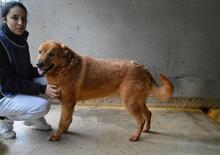 GUNTRAM, Hund, Mischlingshund in Italien - Bild 7