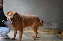 GUNTRAM, Hund, Mischlingshund in Italien - Bild 8