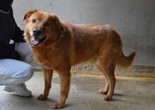 GUNTRAM, Hund, Mischlingshund in Italien - Bild 9
