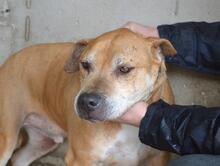 LITPOLD, Hund, Mischlingshund in Italien - Bild 1