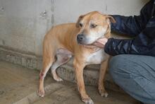 LITPOLD, Hund, Mischlingshund in Italien - Bild 10