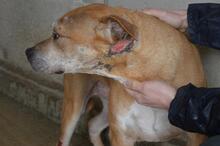 LITPOLD, Hund, Mischlingshund in Italien - Bild 2