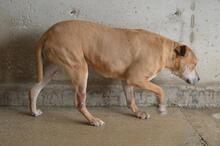 LITPOLD, Hund, Mischlingshund in Italien - Bild 4