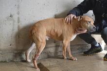 LITPOLD, Hund, Mischlingshund in Italien - Bild 6