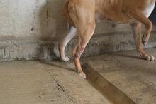 LITPOLD, Hund, Mischlingshund in Italien - Bild 7