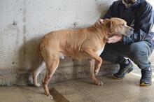 LITPOLD, Hund, Mischlingshund in Italien - Bild 8