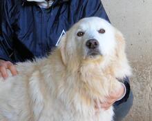 VIVIELLA, Hund, Maremmano-Mix in Italien - Bild 1