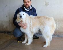 VIVIELLA, Hund, Maremmano-Mix in Italien - Bild 2