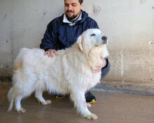 VIVIELLA, Hund, Maremmano-Mix in Italien - Bild 4