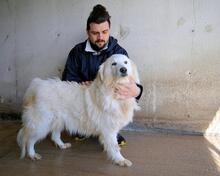 VIVIELLA, Hund, Maremmano-Mix in Italien - Bild 6