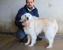 VIVIELLA, Hund, Maremmano-Mix in Italien - Bild 7