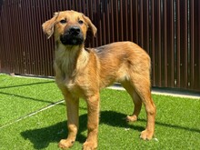 LASKA, Hund, Mischlingshund in Rumänien - Bild 2