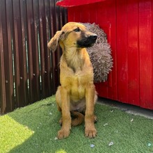 LASKA, Hund, Mischlingshund in Rumänien - Bild 3