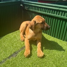 LASKA, Hund, Mischlingshund in Rumänien - Bild 5