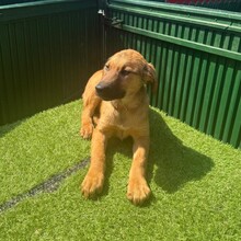 LASKA, Hund, Mischlingshund in Rumänien - Bild 6