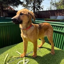 LASKA, Hund, Mischlingshund in Rumänien - Bild 7
