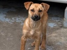 LUTZI, Hund, Mischlingshund in Rumänien - Bild 1