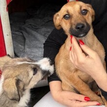LUTZI, Hund, Mischlingshund in Rumänien - Bild 2