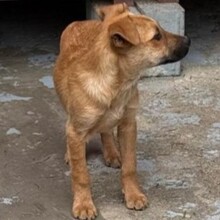 LUTZI, Hund, Mischlingshund in Rumänien - Bild 4