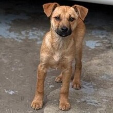 LUTZI, Hund, Mischlingshund in Rumänien - Bild 5