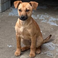 LUTZI, Hund, Mischlingshund in Rumänien - Bild 6