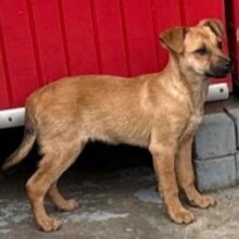 LUTZI, Hund, Mischlingshund in Rumänien - Bild 7