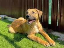 LOYD, Hund, Mischlingshund in Rumänien - Bild 1
