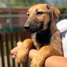 LOYD, Hund, Mischlingshund in Rumänien - Bild 2