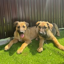 LOYD, Hund, Mischlingshund in Rumänien - Bild 3
