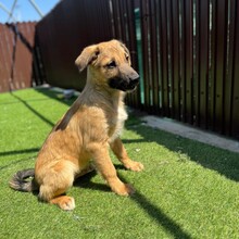 LOYD, Hund, Mischlingshund in Rumänien - Bild 6