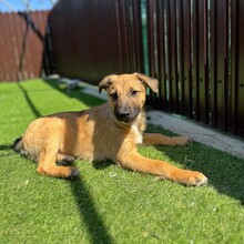 LOYD, Hund, Mischlingshund in Rumänien - Bild 7