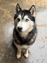 HERCEG, Hund, Siberian Husky in Ungarn - Bild 1