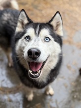 HERCEG, Hund, Siberian Husky in Ungarn - Bild 2