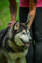 HERCEG, Hund, Siberian Husky in Ungarn - Bild 3