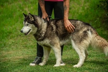HERCEG, Hund, Siberian Husky in Ungarn - Bild 4