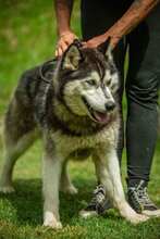 HERCEG, Hund, Siberian Husky in Ungarn - Bild 5