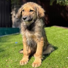 LEX, Hund, Mischlingshund in Rumänien - Bild 1