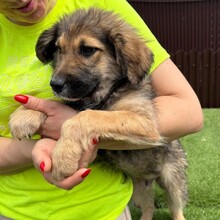 LEX, Hund, Mischlingshund in Rumänien - Bild 2