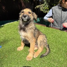 LEX, Hund, Mischlingshund in Rumänien - Bild 4