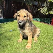 LEX, Hund, Mischlingshund in Rumänien - Bild 6